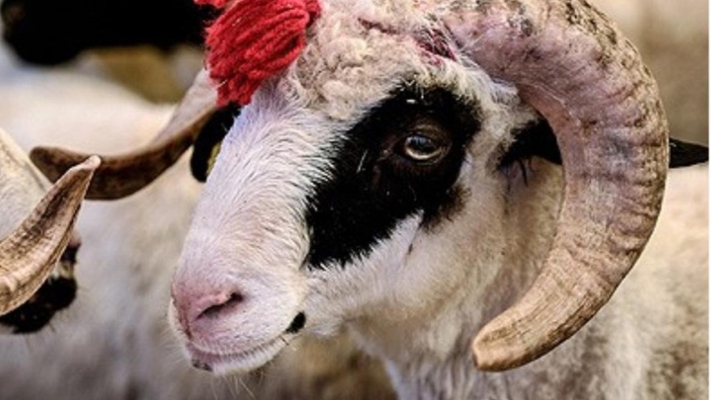 Kurban Bayramı Üçüncü Günü